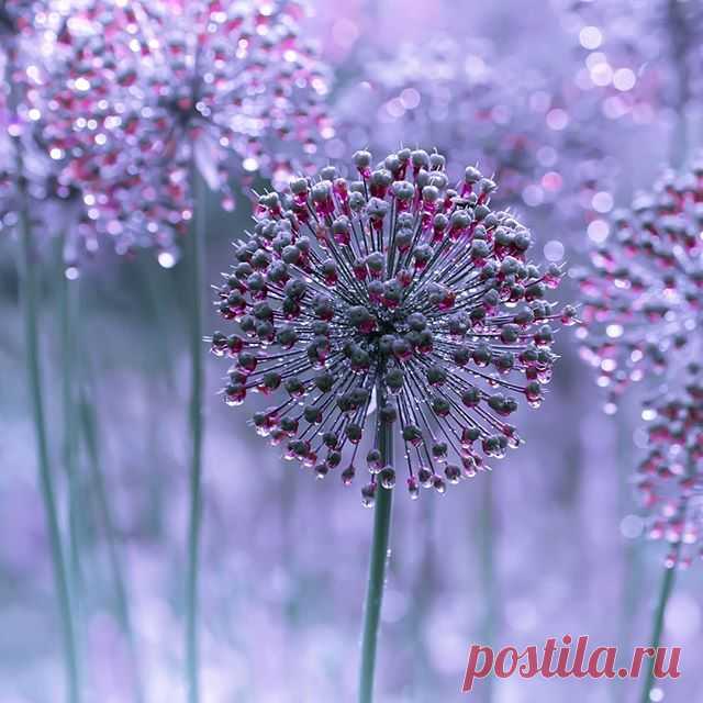 Photo shared by Peter on March 14, 2020 tagging @fingerprintofgod, @naturehippys_, @ponyfony_flowers, @flower_igers, @igscflowers, @ig_fotografdiyari, @ig_discover_petal, @bokeh_addicts, @bokeh_holics, @ig_myshots, @bokehphotofan, @bokeh_bliss, @bokeh_shotz, @vizorturkflowermacro, @theflower_world, @dark_macro_art, @happy_life_captures, @blissful.photo.art, @charming_nature__, and @igbest_shots. На изображении может находиться: растение, цветок, природа и на улице