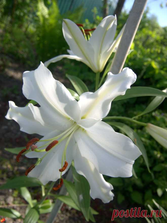 лилия