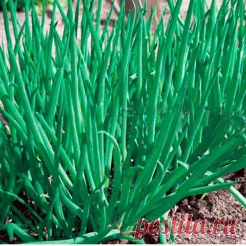 Лук - батун, - основы агротехники и полезные свойства. - Садоводка