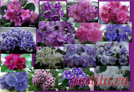 ВЫРАЩИВАЕМ ФИАЛКИ...