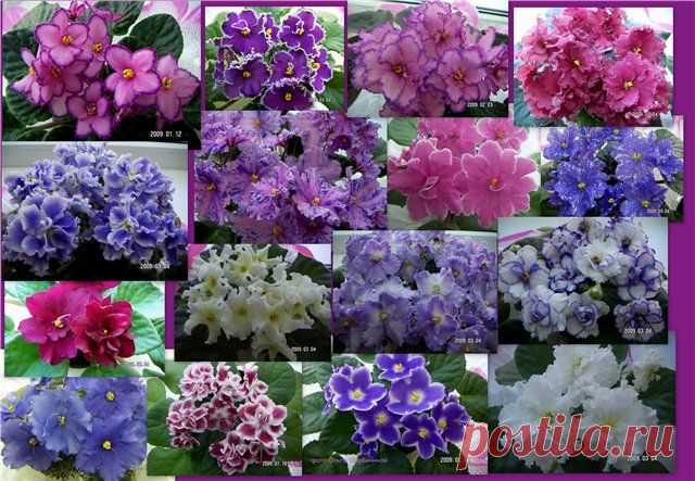 ВЫРАЩИВАЕМ ФИАЛКИ...