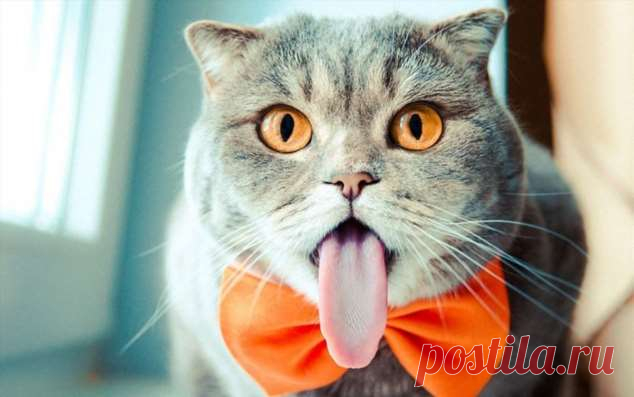 Прикольные фотографии котиков. Кити кити юмор. Подборка №milayaya-cat-02080110072020 . Милая Я