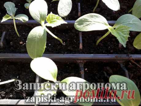 Выращивание огурцов рассадным способом &amp;bull; zapiski-agronoma.ru