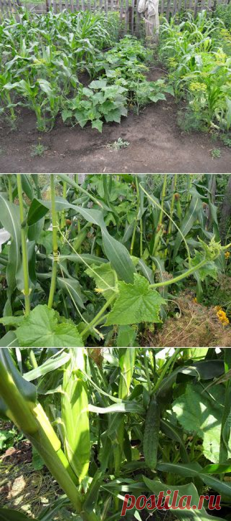 Вкусный Огород: Как вырастить огурцы в открытом грунте