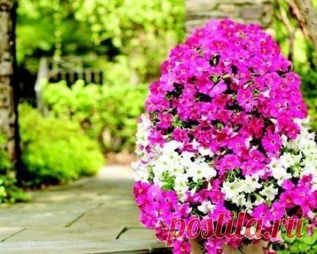 Башня из петуний своими руками