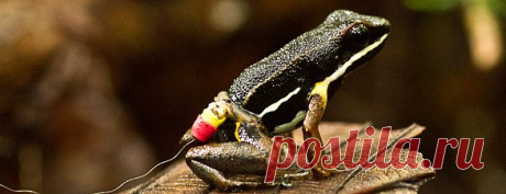 Лягушки проявили хорошие способности к навигации | Все умницы