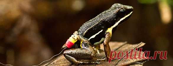 Лягушки проявили хорошие способности к навигации | Все умницы