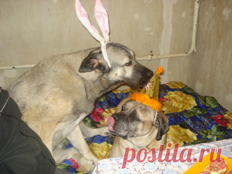 По секретику  только тебе- сейчас мясо принесут!!!