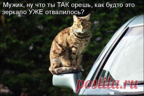 Приколы про котов. Подпишись!