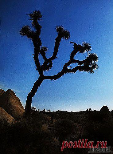 легенда о дереве