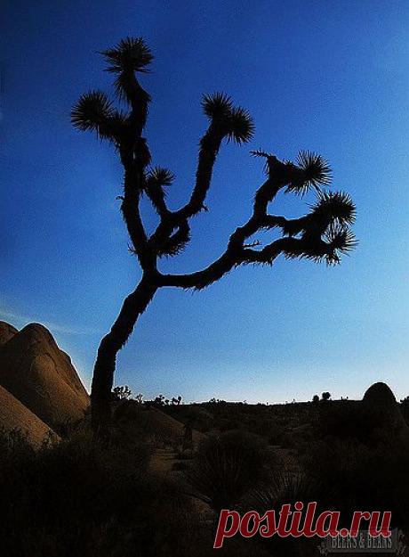 легенда о дереве