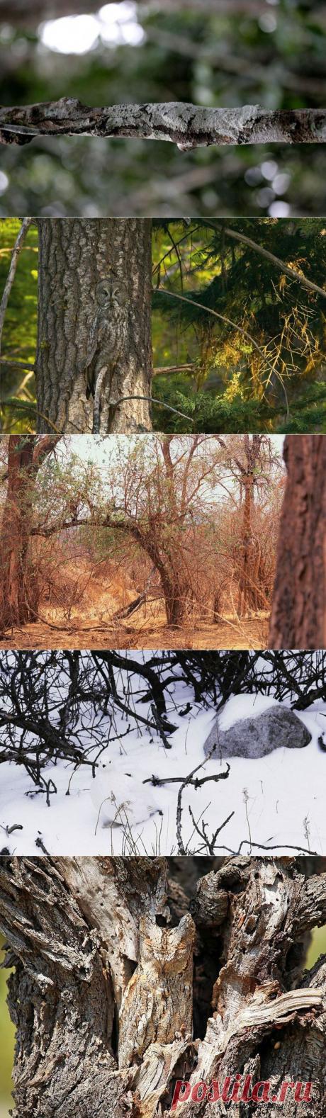 ГЕНИАЛЬНАЯ ПРИРОДА! ИГРА В ПРЯТКИ...))) (фото) | Давай поговорим