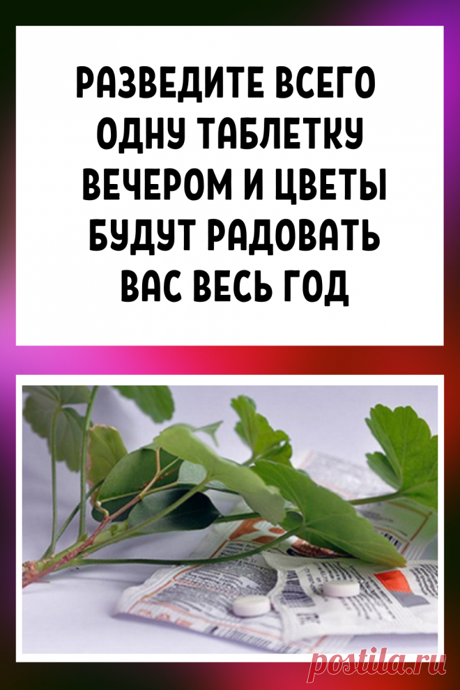 Разведите всего одну таблетку вечером и цветы будут радовать вас весь год