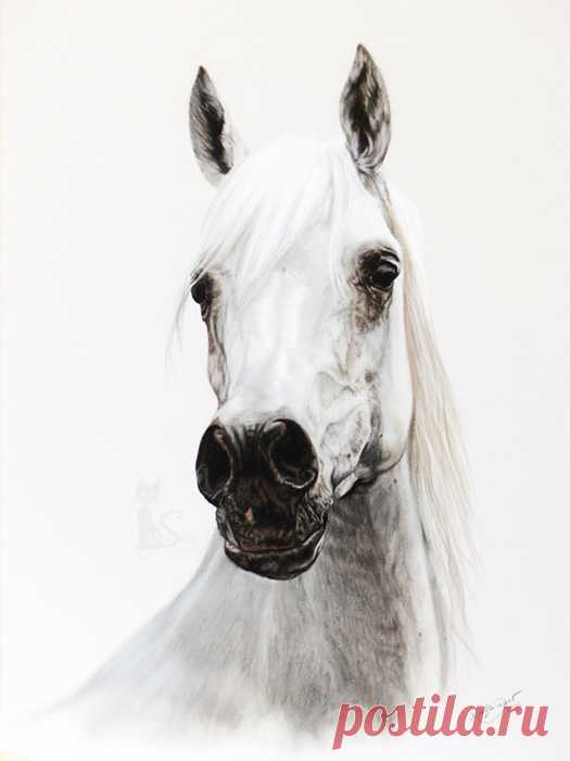 Рисунки и портреты лошадей Кати Зауэр