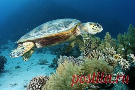 Больше час под водой..это круто!