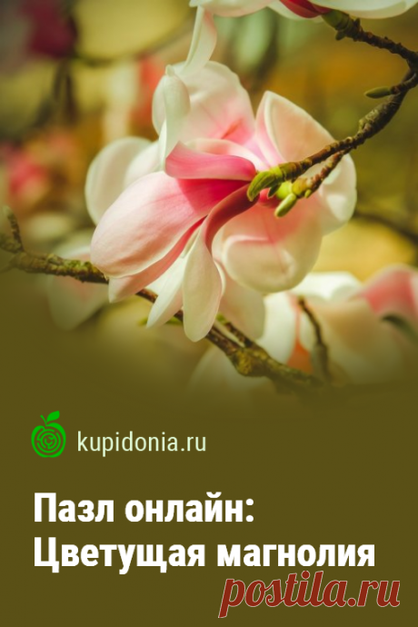 Пазл онлайн: Цветущая магнолия. Красивый пазл онлайн с цветущей магнолией из серий «Весна» и «Цветы». Собирай пазлы на сайте!