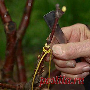 Усадьба | Садовод : Перепрививка черенком: полезные советы