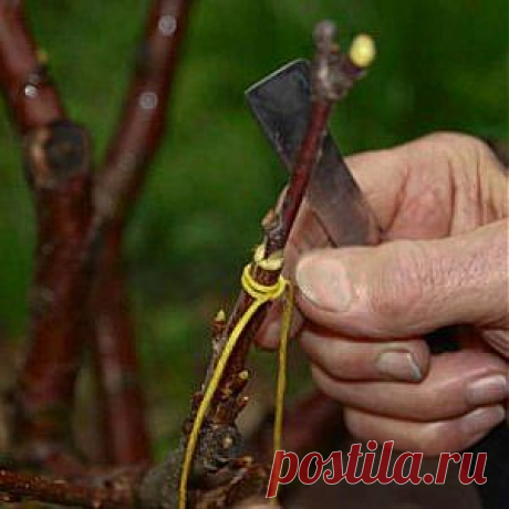 Усадьба | Садовод : Перепрививка черенком: полезные советы