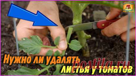 Многие даже не знают нужно ли удалять листья томатов и как правильно это сделать Основные правила уход за помидорами