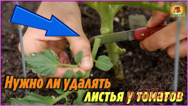 Многие даже не знают нужно ли удалять листья томатов и как правильно это сделать Основные правила уход за помидорами
