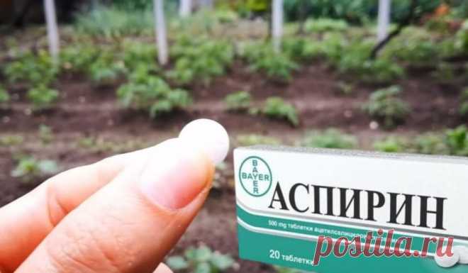 Способы применения аспирина в саду-огороде и в быту:

Как применять аспирин для предотвращения развития грибковых заболеваний у огородных культур, улучшения приживаемости рассады, снятия зуда после укуса насекомого и многое другое: