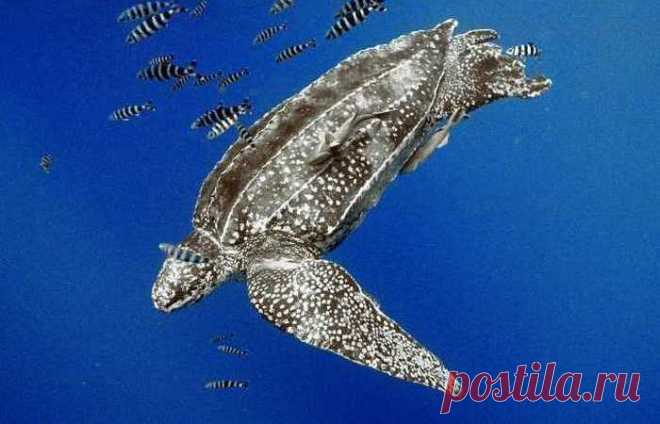 10 самых быстрых представителей животного мира