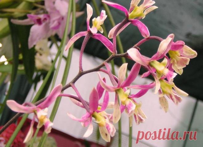 Орхидея энциклия Такой род, как энциклия (Encyclia) имеет прямое отношение к семейству орхидные. Он объединяет больше 160 видов растений, представленных литофитами и эпифитами. В природе их можно повстречать в Централ...