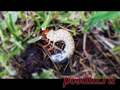 Личинка Майского Жука - YouTube