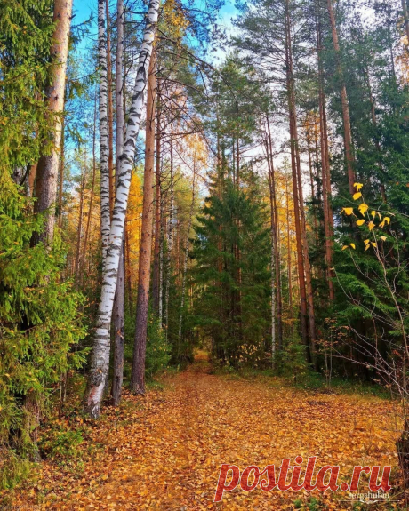 Меж берёз и сосен, тихо бродит осень! 🍂🍃🍂
Кировская область. 📷 sergshubin
