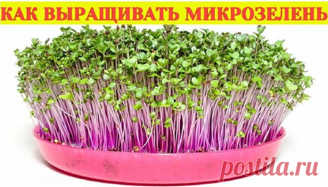Как вырастить микрозелень самому в домашних условиях быстро Как вырастить микрозелень дома