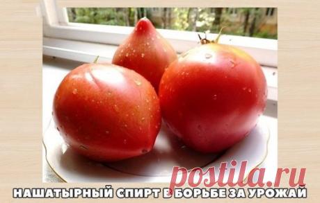 НАШАТЫРНЫЙ СПИРТ В БОРЬБЕ ЗА УРОЖАЙ
Оказывается, нашатырный спирт в борьбе за высокий урожай, может оказать нам ни одну услугу. Многие растения, такие как помидоры, огурцы, а также лилии, клематисы, герань, очень отзывчивы на подкормки в состав которых входит нашатырный спирт. В 4-5 литрах воды достаточно всего лишь растворить 50 мл нашатыря и в небольшом количестве подкормить растеньица после обильного полива. 
Нашатырный спирт также является отличным средством в борьбе с таким вредителем, как