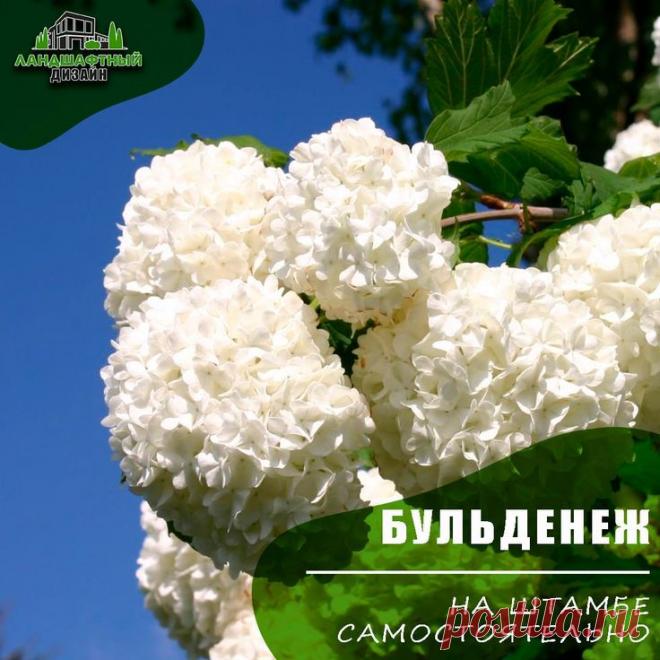 Ландшафтный дизайн сада в 2025 г | Дизайн, Ландшафтный дизайн, Склон ландшафтный дизайн