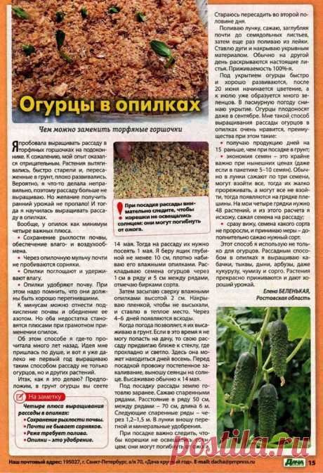 Огурцы в опилках