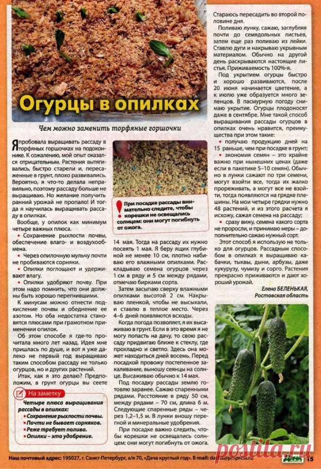 Огурцы в опилках