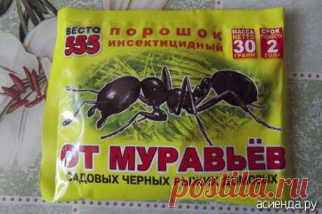 Как бороться с муравьями и их муравейниками на участке? / Асиенда.ру