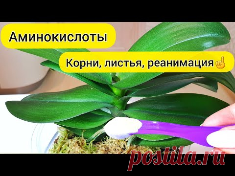 Дайте АМИНОКИСЛОТЫ для орхидеи || Нарастут КОРНИ орхидеи и ЛИСТЬЯ орхидеи || ЖИВА для орхидеи