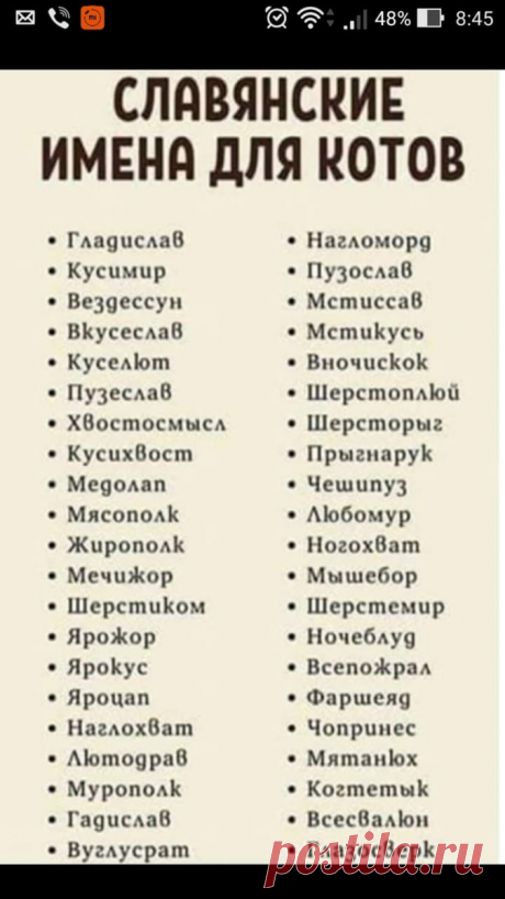 "Славянские имена котов" - шуточная подборка... 🐈 (+ наши общие идеи имён) | КОТО🐈БЛОГ | Дзен