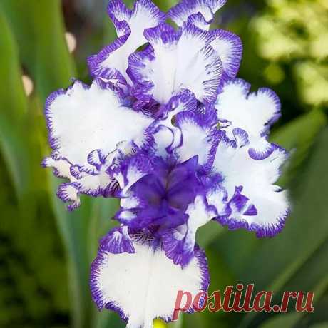egrow 100 pcs garden plant gladiolus flowers aerobic indoor potted sword lily flower seeds bonsai at Banggood Shopping India в Яндекс.Коллекциях