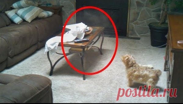 Видят ли собаки духов, призраков и прочее? | 🐶жизнь с собакой | Яндекс Дзен