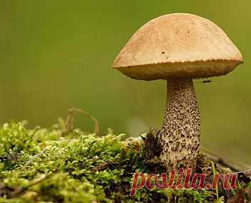 Как варить подберезовики. Сколько варить грибы подберёзовики. Варка подосиновиков для маринования. Как солить подберёзовики.