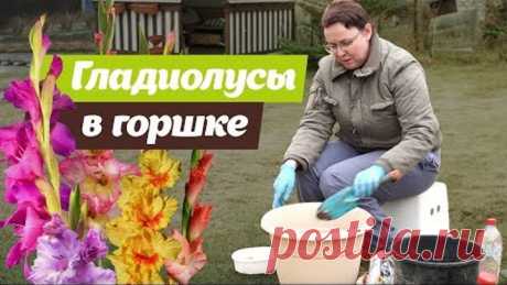 УДОБНЫЙ СПОСОБ ПОСАДКИ ГЛАДИОЛУСОВ