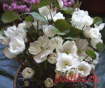 Джефферсония – как размножить?