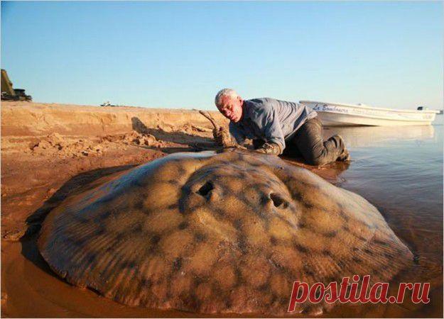 Самые страшные речные монстры (110 фото) | Прикольные картинки, интересные фотографии, фото девушек, смешные и интересные видео, фото приколы