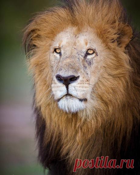 Смешная дикая природа