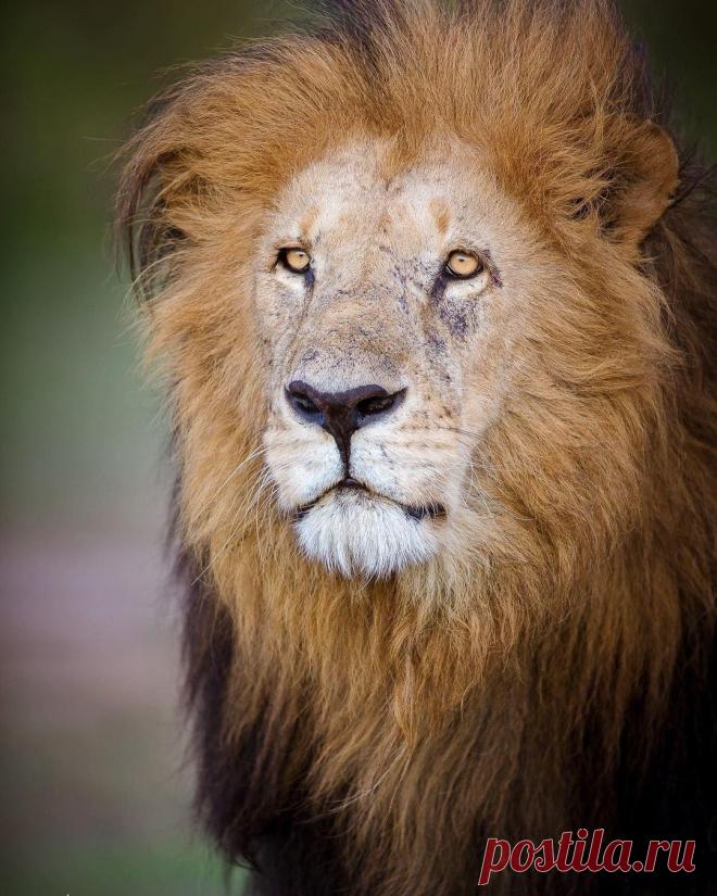 Смешная дикая природа