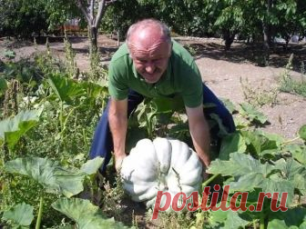 ДЕЛИМСЯ ДАЧНЫМИ ХИТРОСТЯМИ Под помидорку, когда высаживаю в грунт, кладу две-три свежих кильки. Растёт, как на дрожжах.... Дача и огород - Мой Мир@Mail.ru ДЕЛИМСЯ ДАЧНЫМИ ХИТРОСТЯМИ Под помидорку, когда высаживаю в грунт, кладу две-три свежих кильки. Растёт, как на дрожжах....  Дача и огород в социальной сети Мой Мир