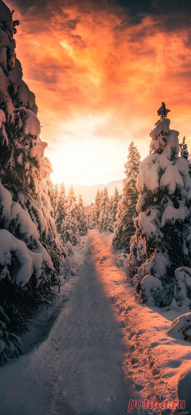 Обои на телефон xiaomi зима,снег,ели,закат.