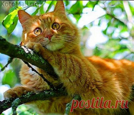 Котэ наслаждается жизнью
