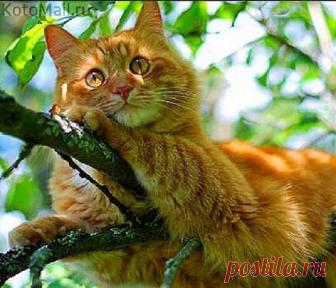 Котэ наслаждается жизнью