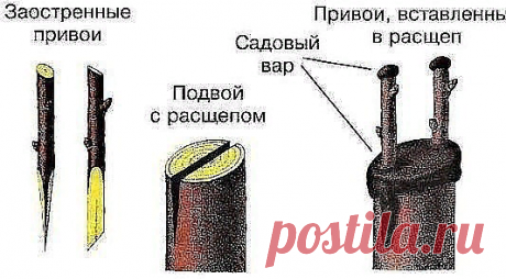 КАК ПРАВИЛЬНО ПРИВИТЬ НА ОДНУ ЯБЛОНЮ НЕСКОЛЬКО СОРТОВ